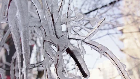 Frozen tree branches Stock Footage 83080218