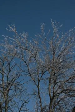 Frozen Tree Branches with Glaze Ice Texture Against Deep Blue Sky Stock Photos