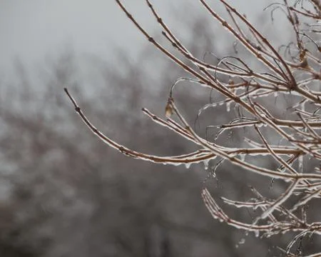 Frozen tree branches with icicles background Stock Photos