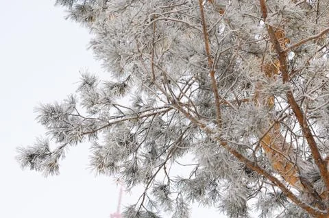 Frozen tree branches on light background Stock Photos