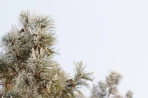 Frozen tree branches on light background Stock Photos
