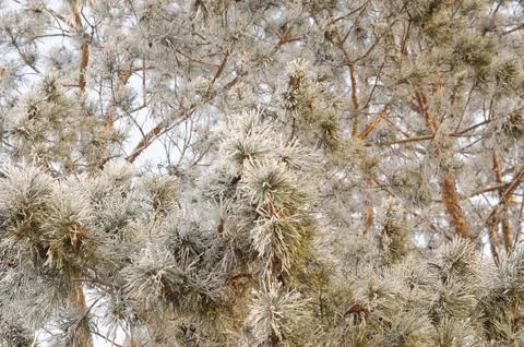 Frozen tree branches on light background Stock Photos