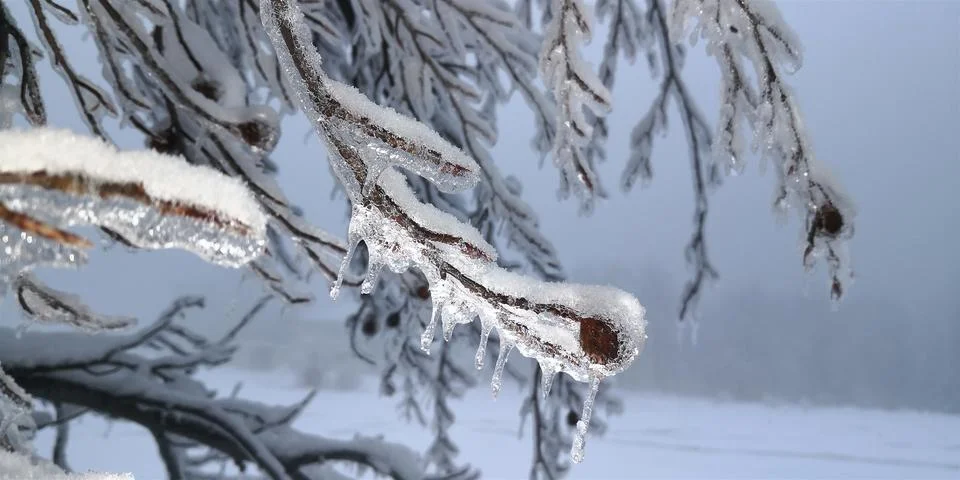 Frozen tree branches in the mist Stock Photos