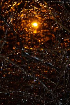 Frozen tree branches at night in the light of a lantern Stock Photos