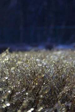 Frozen tree branches at night. Stock Photos