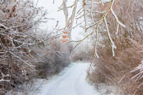 Frozen tree branches overlooking forest path in winter Stock Photos
