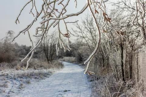 Frozen tree branches overlooking winter landscape with snow covered road in t Stock Photos