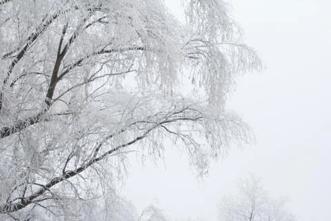 Frozen tree branches Stock Photos