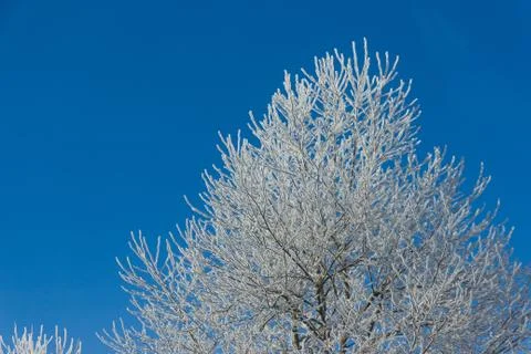 Frozen tree branches Stock Photos