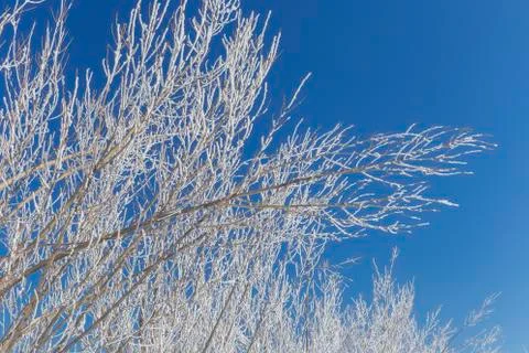 Frozen tree branches Stock Photos