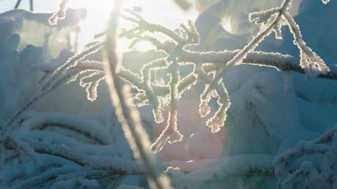 Frozen tree branches Stock Photos