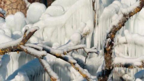 Frozen tree branches Stock Photos