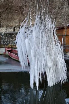 Frozen tree branches Foto stock