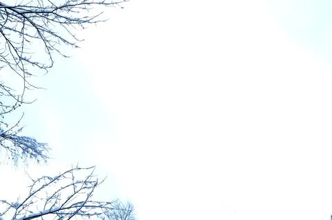 Frozen tree branches on sky, copyspace.Winter background. Stock Photos