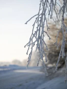 Frozen tree branches in the snow. Cold snap, weather change. Stock Photos
