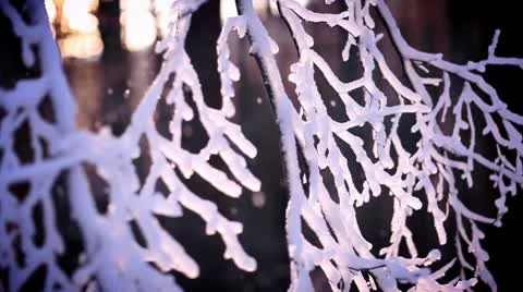 Frozen tree branches with snow Stock Footage 10595352