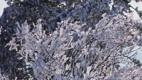 Frozen tree branches in the snow in the forest Stock Footage 102237495