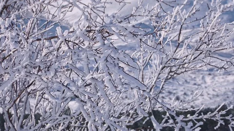 Frozen tree branches in the snow in high resolution Stock Footage 102038084