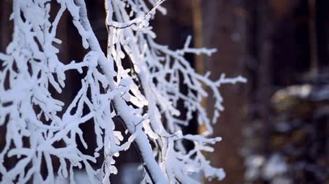 Frozen tree branches with snow - pan play Stock Footage 10595361