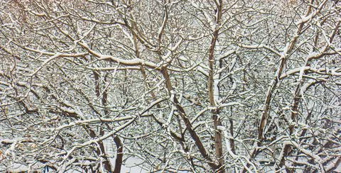 Frozen tree branches in the snow Stock Photos