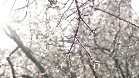 Frozen Tree Branches Sparkling in Bright Winter Sun Stock Footage 326667774