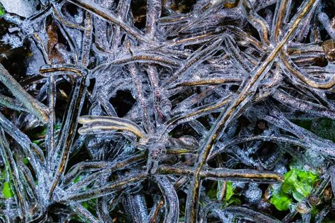 Frozen tree branches texture background. Stock Photos