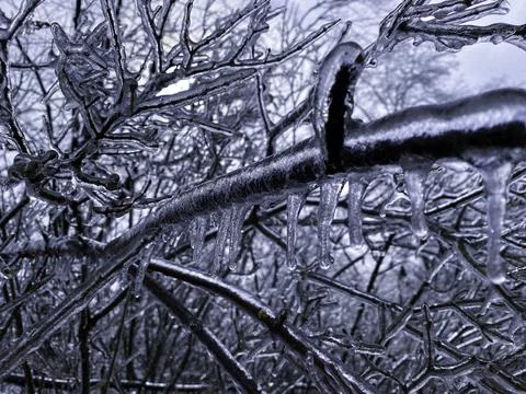 Frozen tree branches with a thick layer of ice Stock Photos