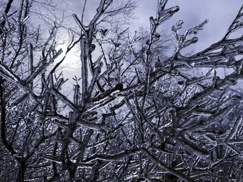 Frozen tree branches with a thick layer of ice Stock Photos