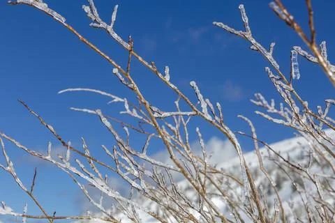 Frozen tree branches under the bright blue sky Stock Photos