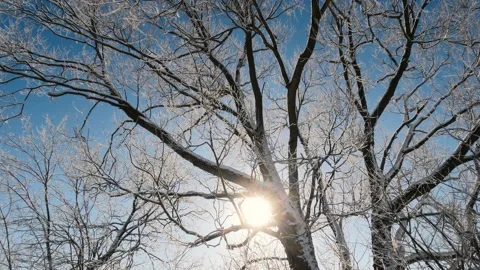 Frozen tree branches in winter background in morning nature sunrise Stock Footage 214332928