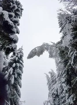 Frozen tree branches in winter 写真素材