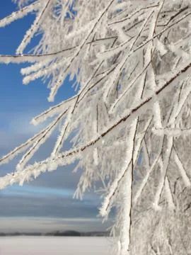 Frozen tree branches on winter Stock Photos