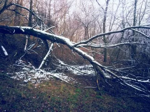 Frozen tree branches in winter season Stock Photos