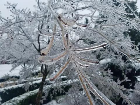 Frozen Tree Closeup Fotos Stock