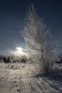 Frozen tree on a cold winter morning Stock Photos
