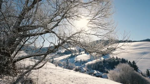 Frozen tree crown in winter nature in sunny morning Christmas Travel background Stock Footage 228789570