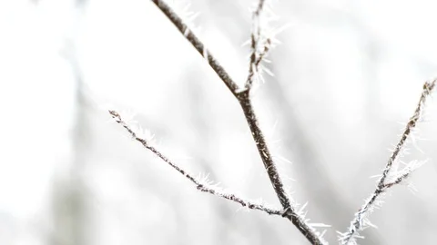 Frozen tree in Czech Republic, 4K 50p Stock Footage 124776922