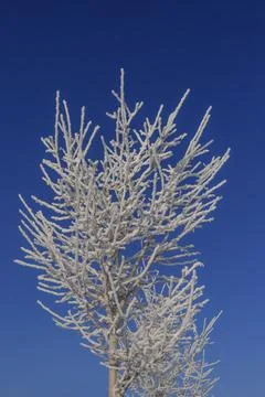 Frozen tree on daylight Foto stock