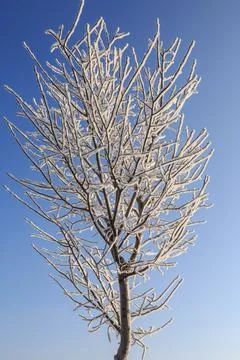 Frozen tree on daylight Stock Photos