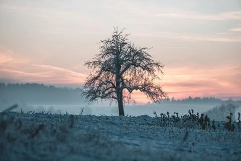 Frozen Tree during sunset on a cold winter day Stock Photos