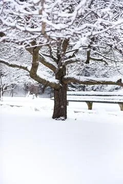 Frozen tree during winter season Stock Photos