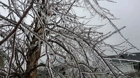 Frozen Tree Video stock 33284271