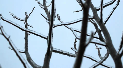 Frozen Tree Stock Footage 33640247