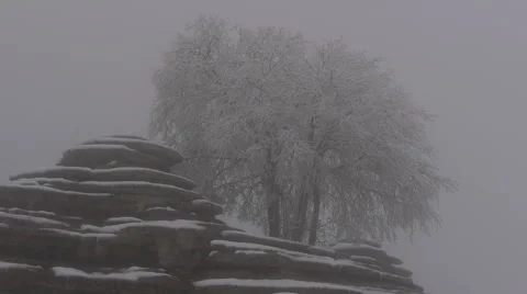 Frozen tree Video stock 46795811