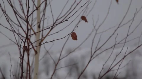 Frozen tree 動画素材 49193537