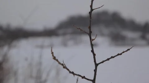 Frozen tree Video stock 49193538