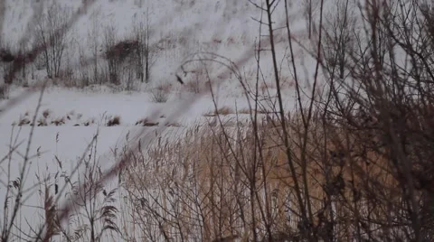 Frozen tree Video stock 49193542