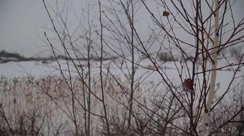 Frozen tree Video stock 49193697