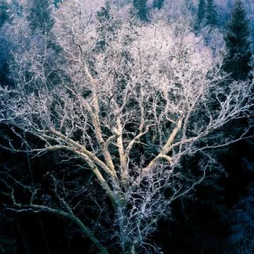 Frozen Tree in the Forest Stock Photos