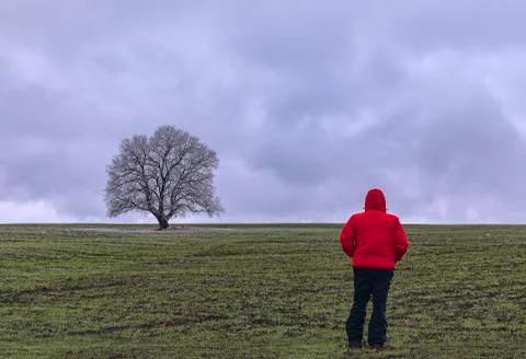 Frozen tree on green field Stock Photos
